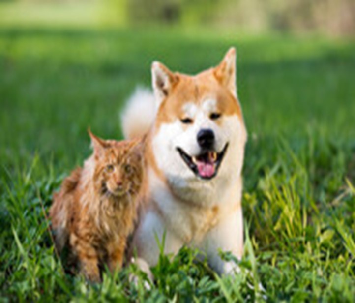 A dog and a cat sit in the grass