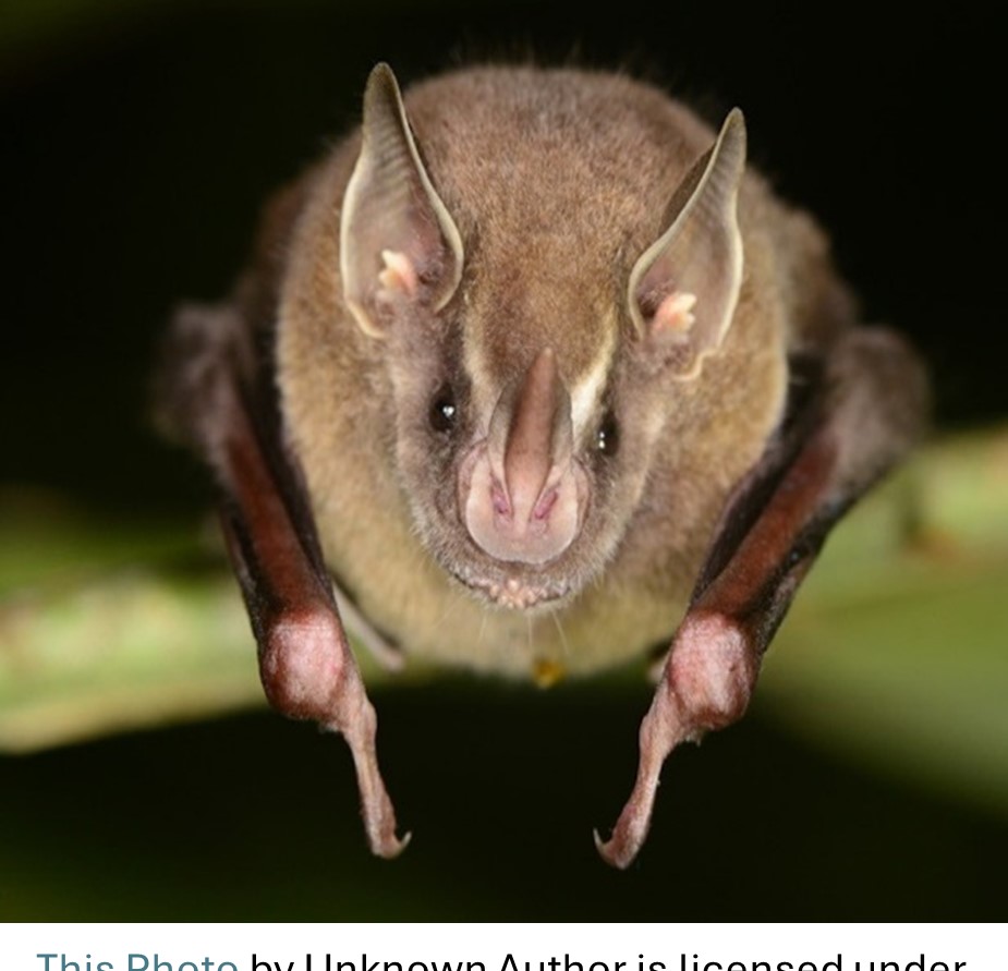 A bat perched on a small branch